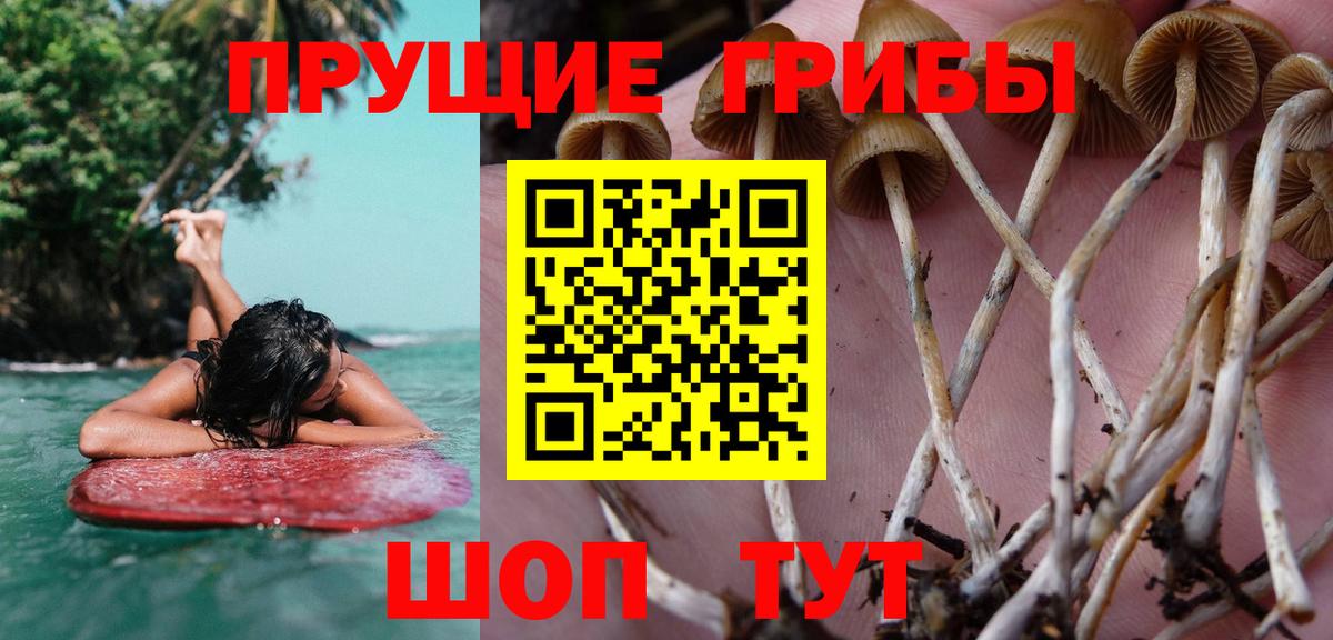Псилоцибиновые грибы ЛСД Горно-Алтайск
